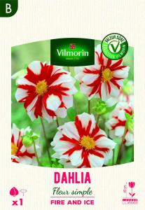 Dahlia Fleur simple Fire and Ice (x1)
